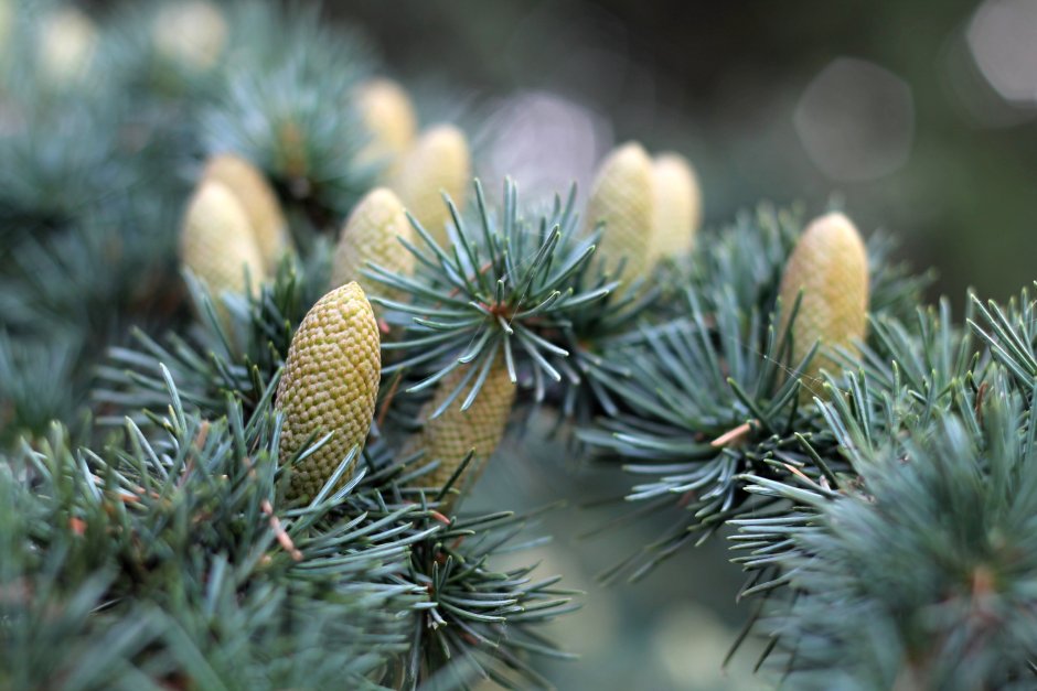 Хвоя шишки