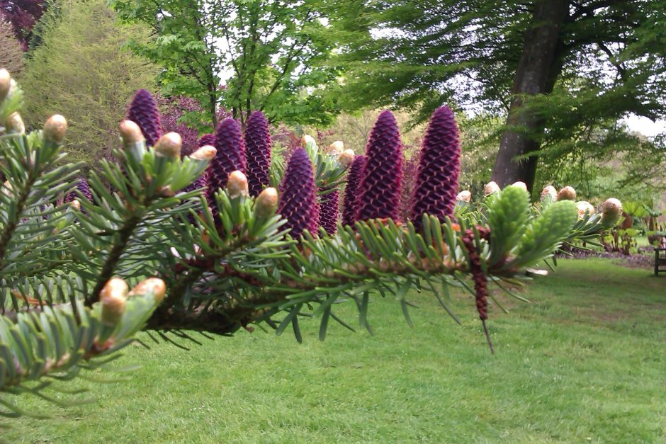 Пихта корейская