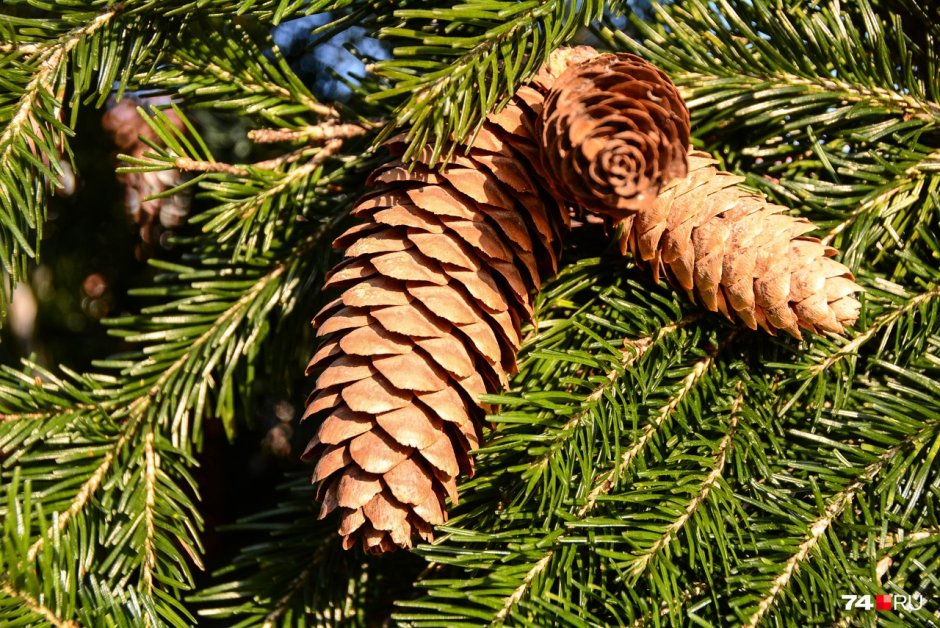 Пихта Сибирская шишки