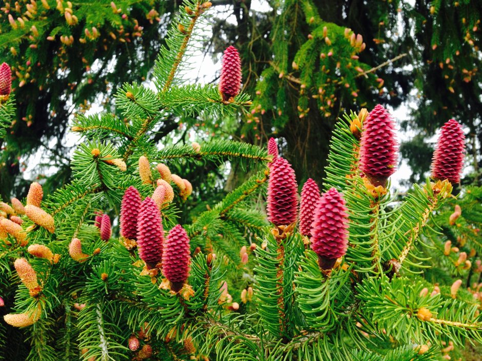 Ель ликиангинская