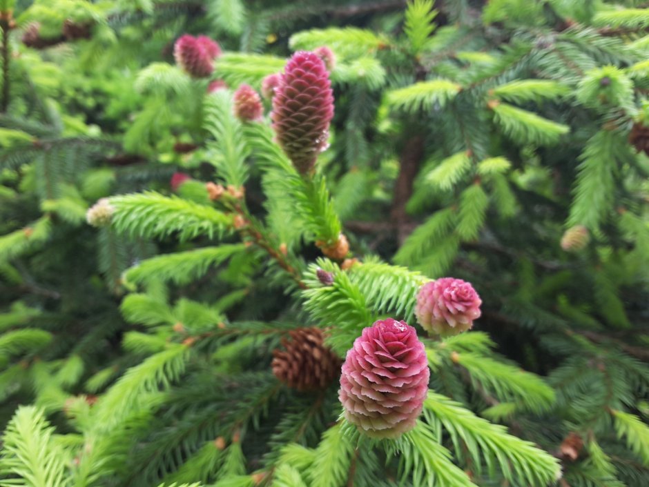 Ель обыкновенная цветение