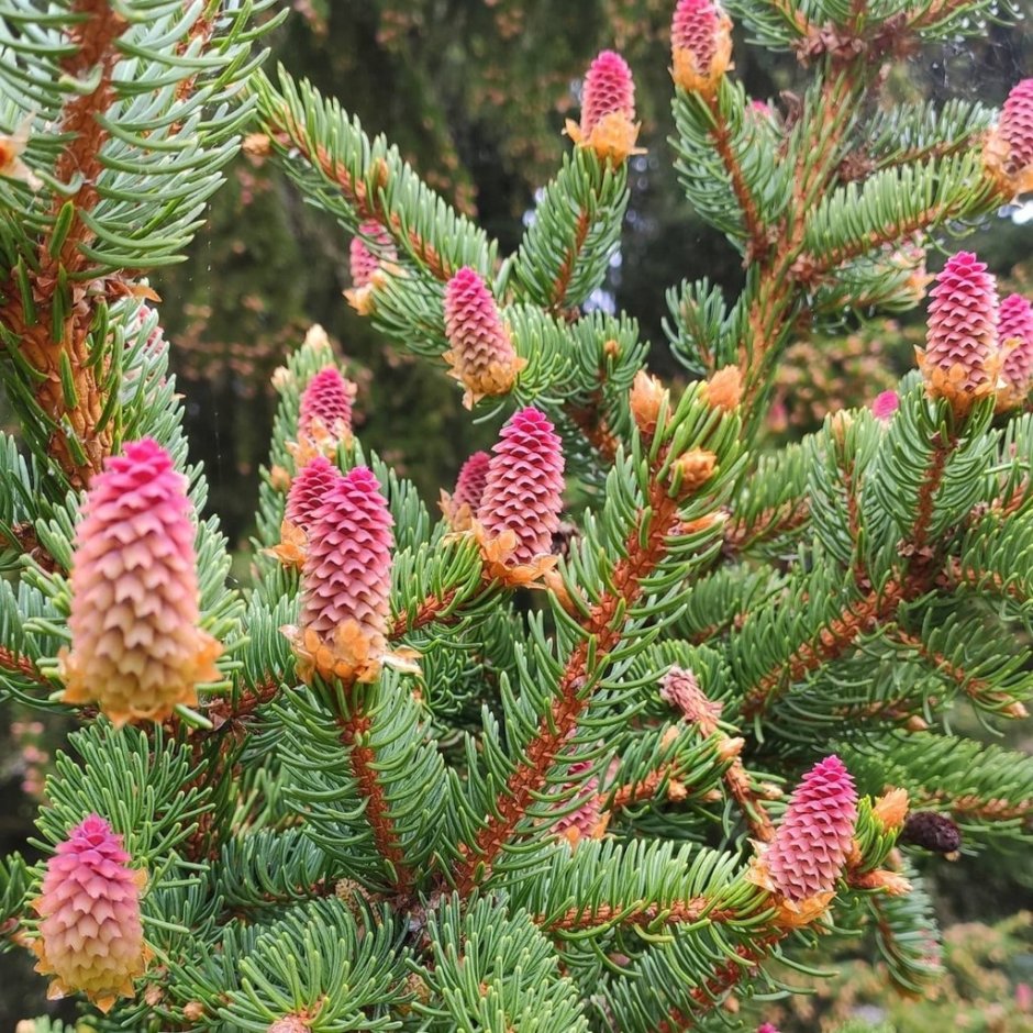 Ботанический сад ПЕТРГУ