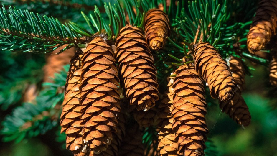 Ель Сибирская шишки