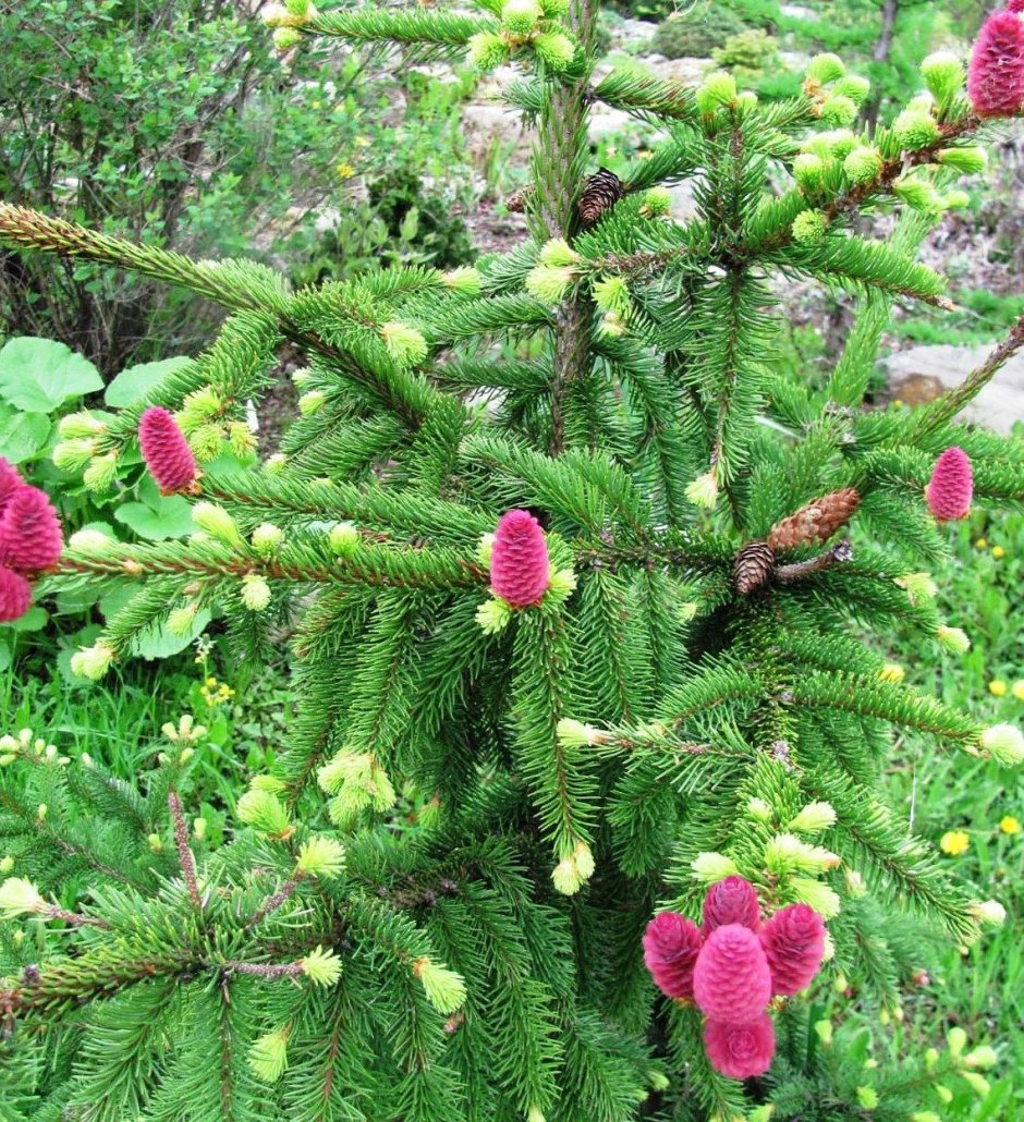 Ель обыкновенная Аркона