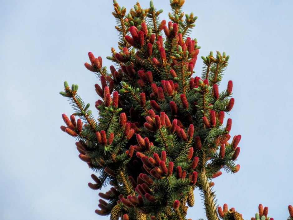 Ель обыкновенная Максвелли шишки