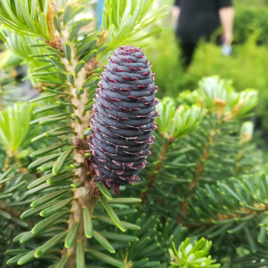 Лотос пихта