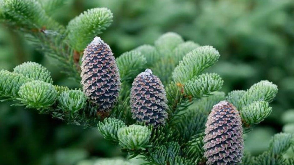 Пихта Фразера (Abies fraseri)