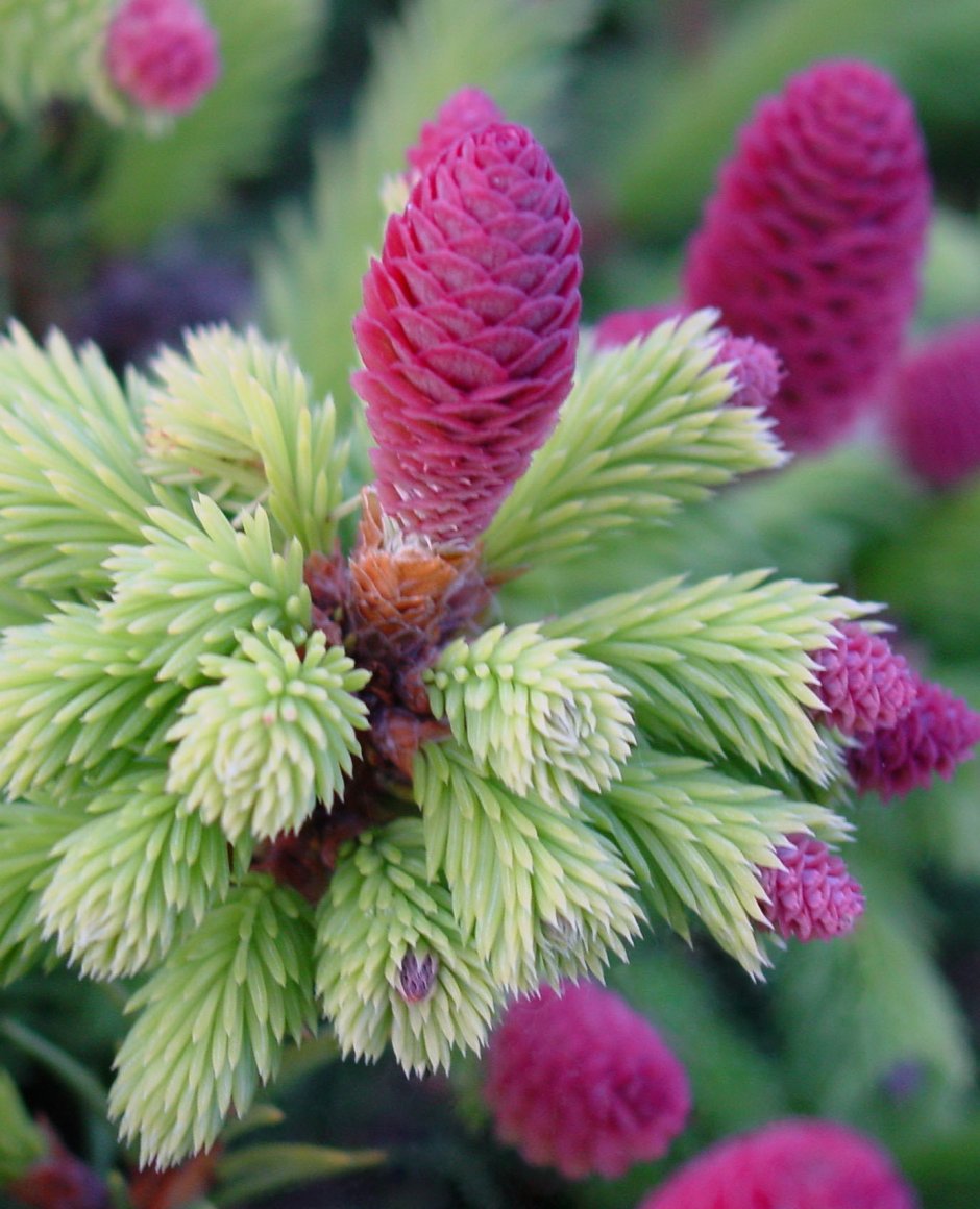 Ель обыкновенная Pusch