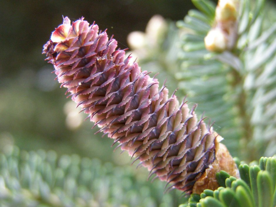Abies nordmanniana шишки