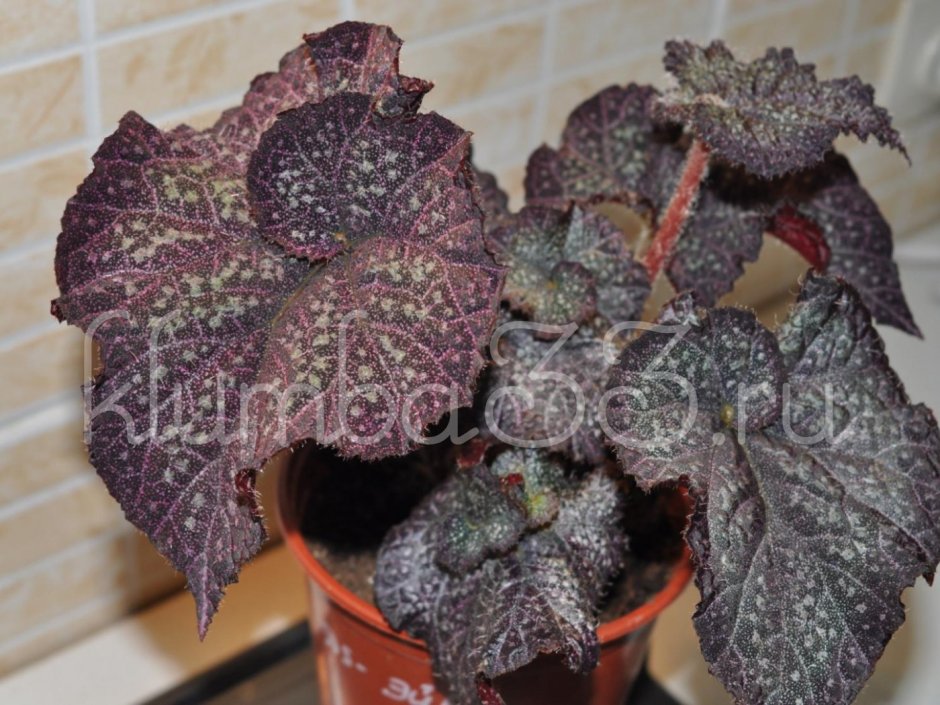 Паспорт комнатных растений в детском саду бегония вечноцветущая