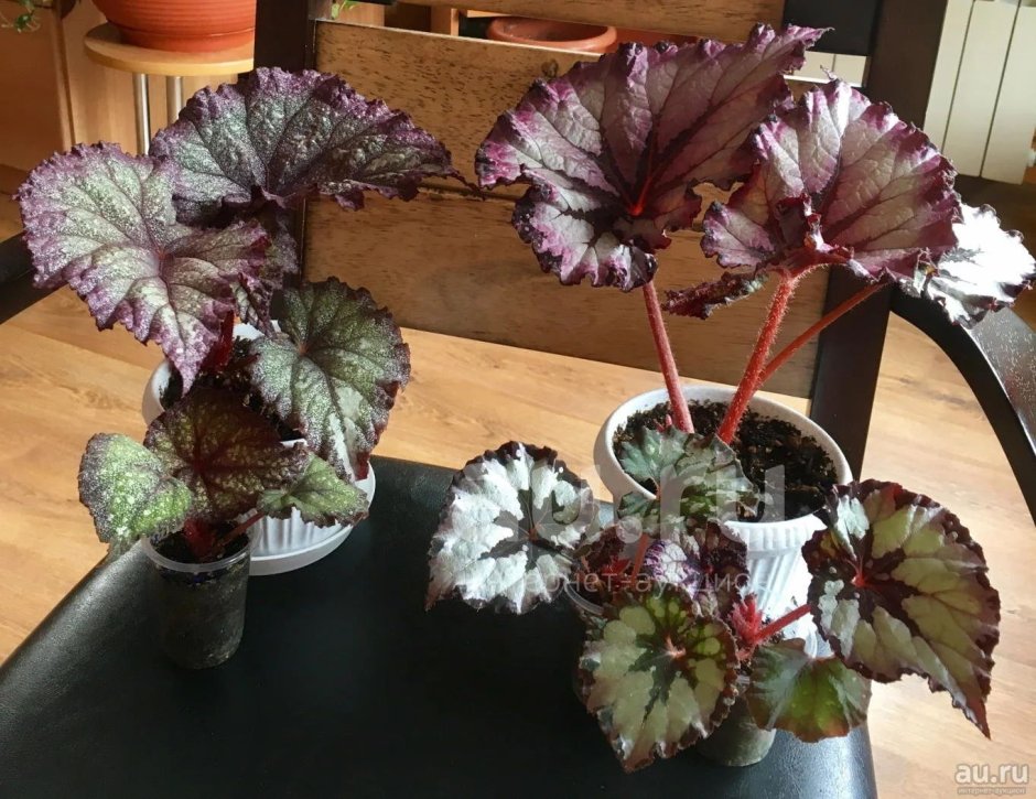 Бегония декоративнолиственная Королевская