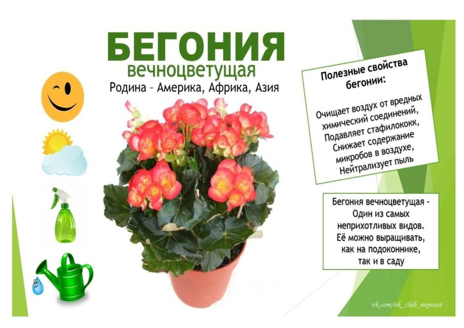 Бегония декоративнолиственная размножение