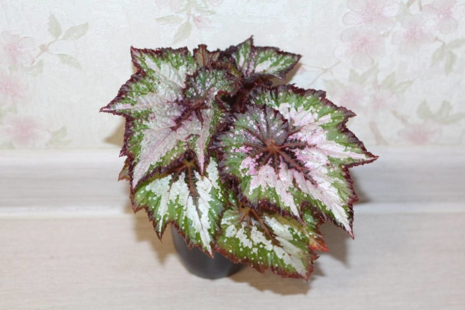 Бегония Corwin