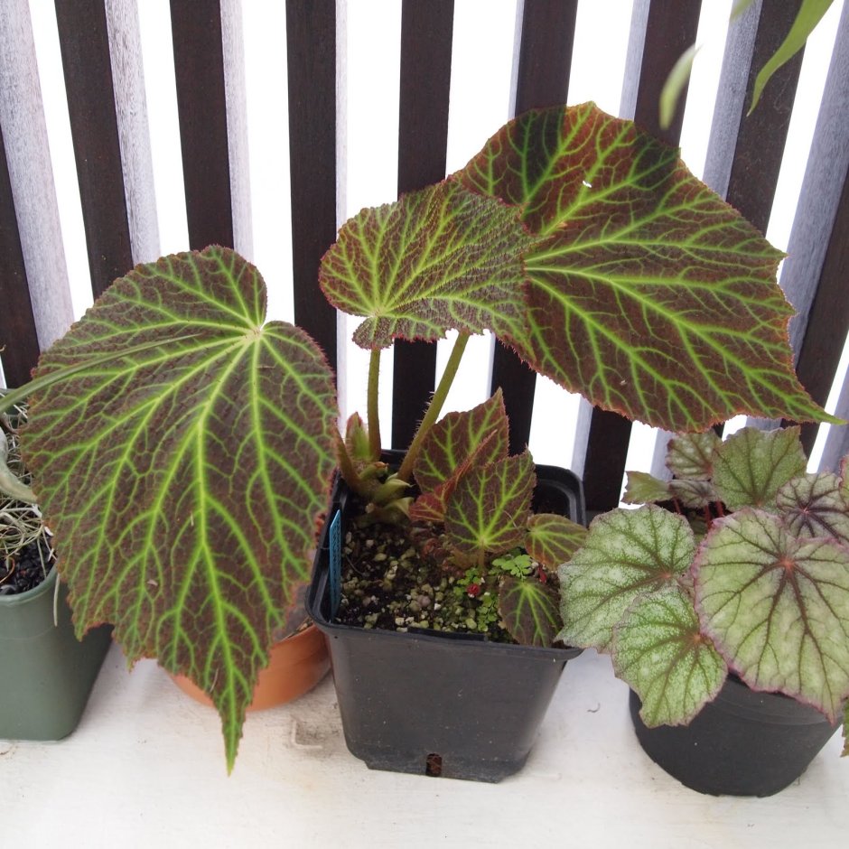 Бегония Pavonina