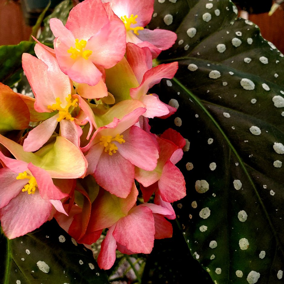 Бегония DS-Фобос