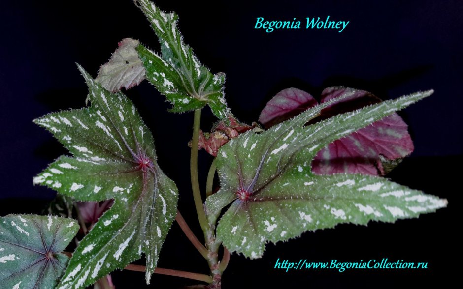 Бегония эбру