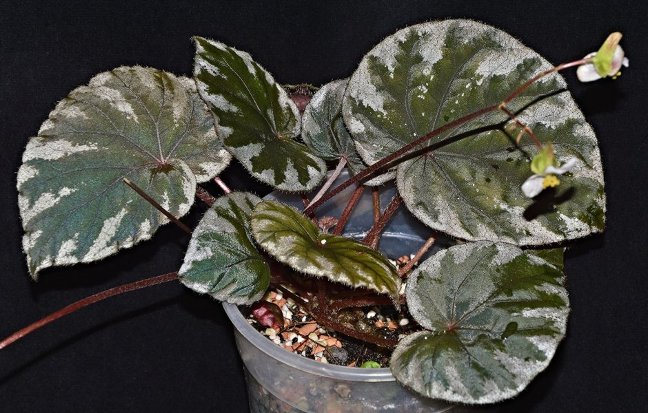 Бегония beau rouge