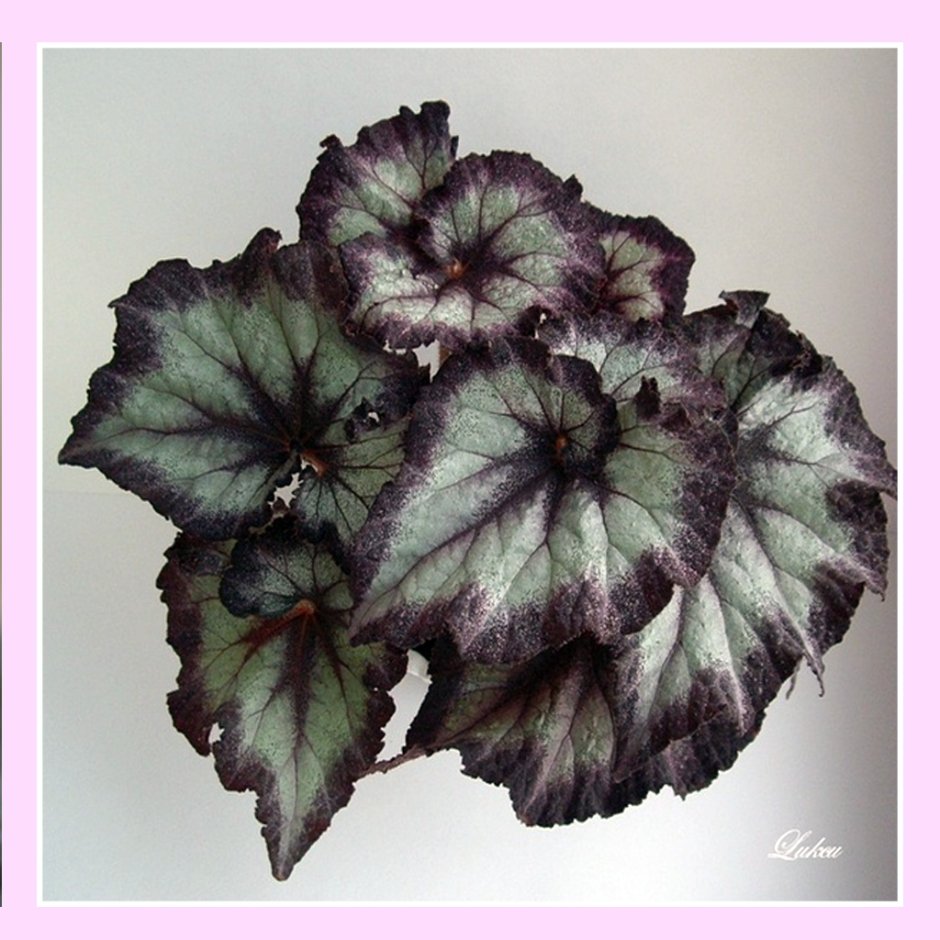 Бегония Hallelujah