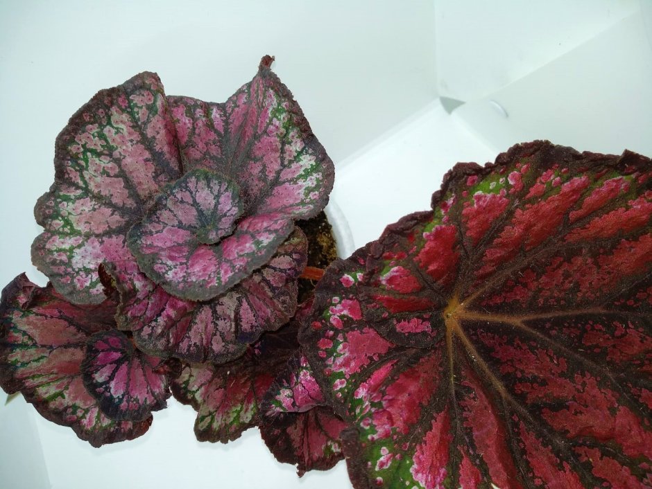 Бегония Тайгер