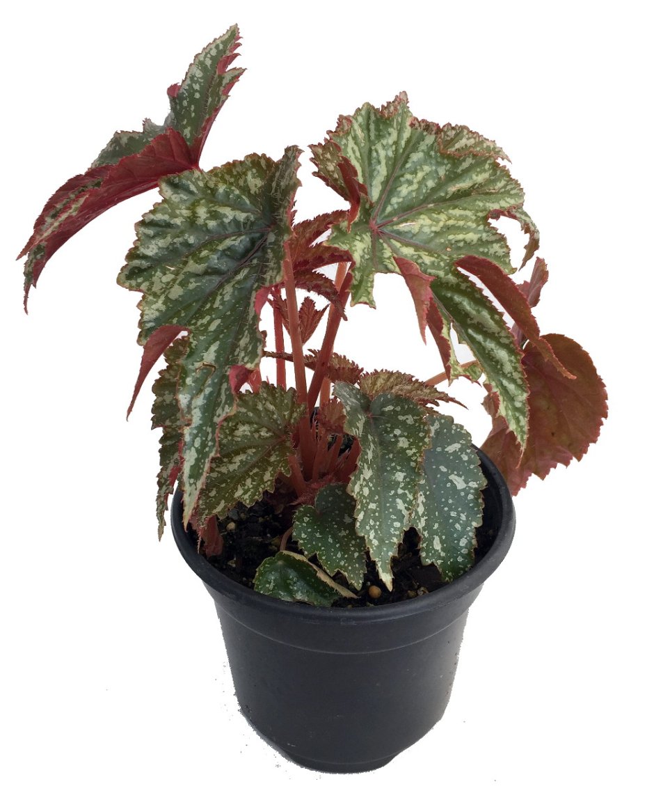 Бегония ng карнавал