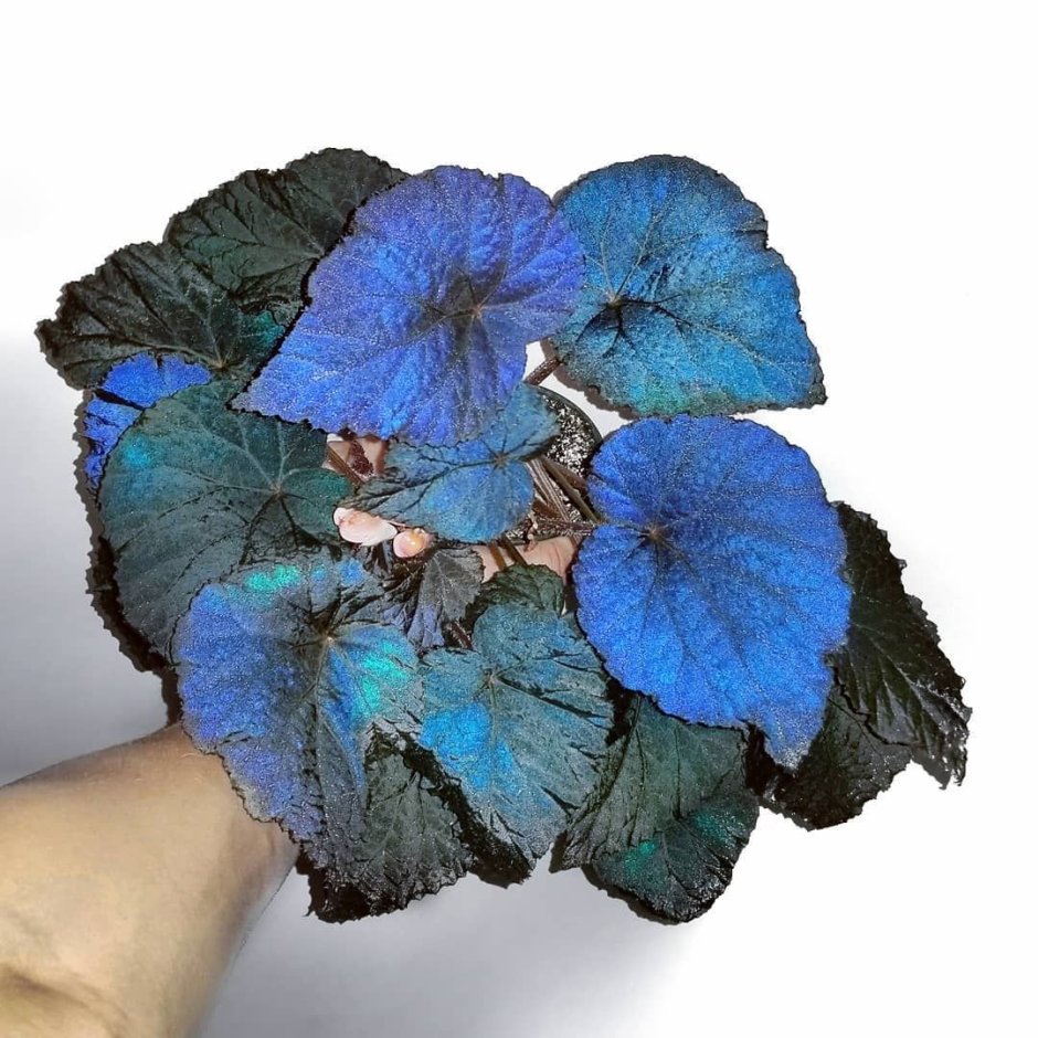 DS Джоконда бегония