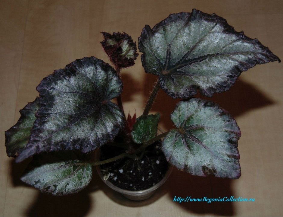 Бегония ежевика