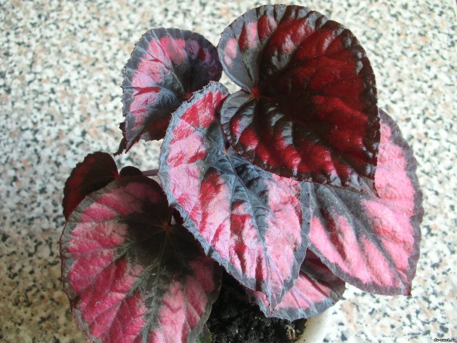 Бегония Элатиор Клара