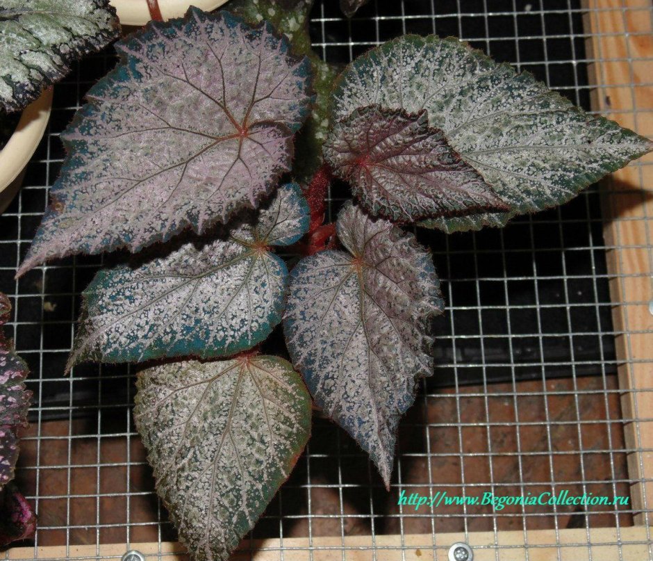 Бегония ливень