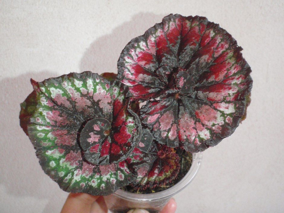 Бегония Raspberry Crush