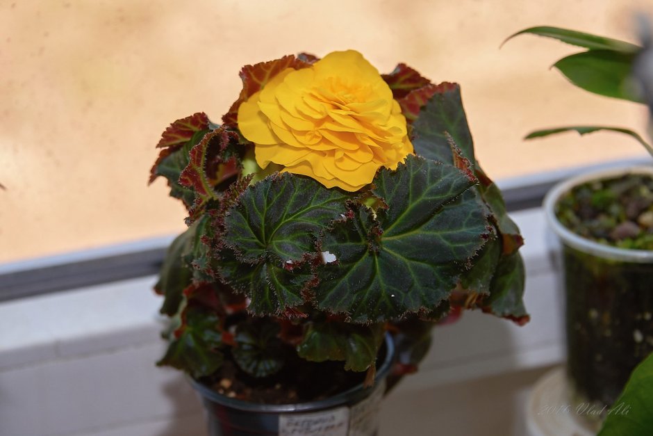 Бегония DS Ebru