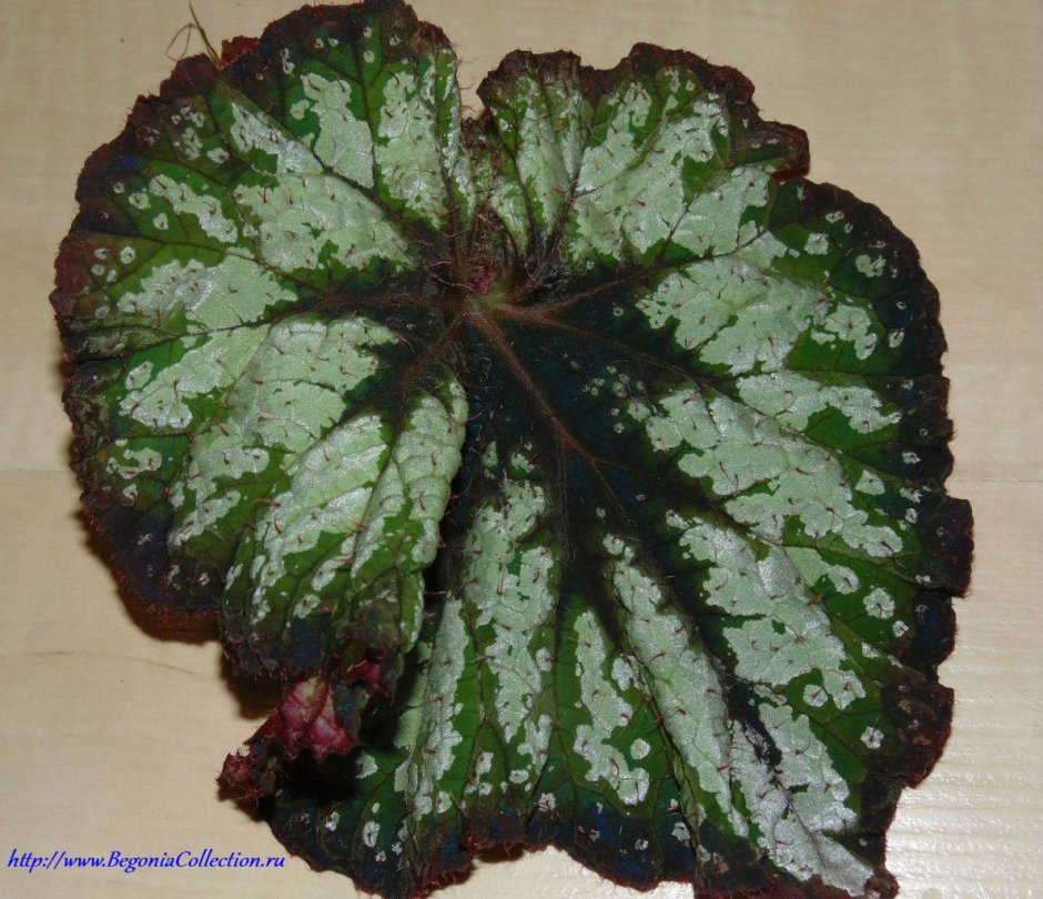 Ka - хамелеон бегония