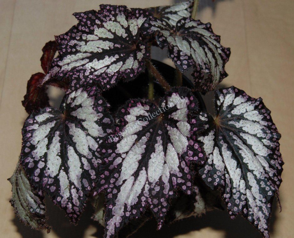 Бегония крупнолистная зеленая