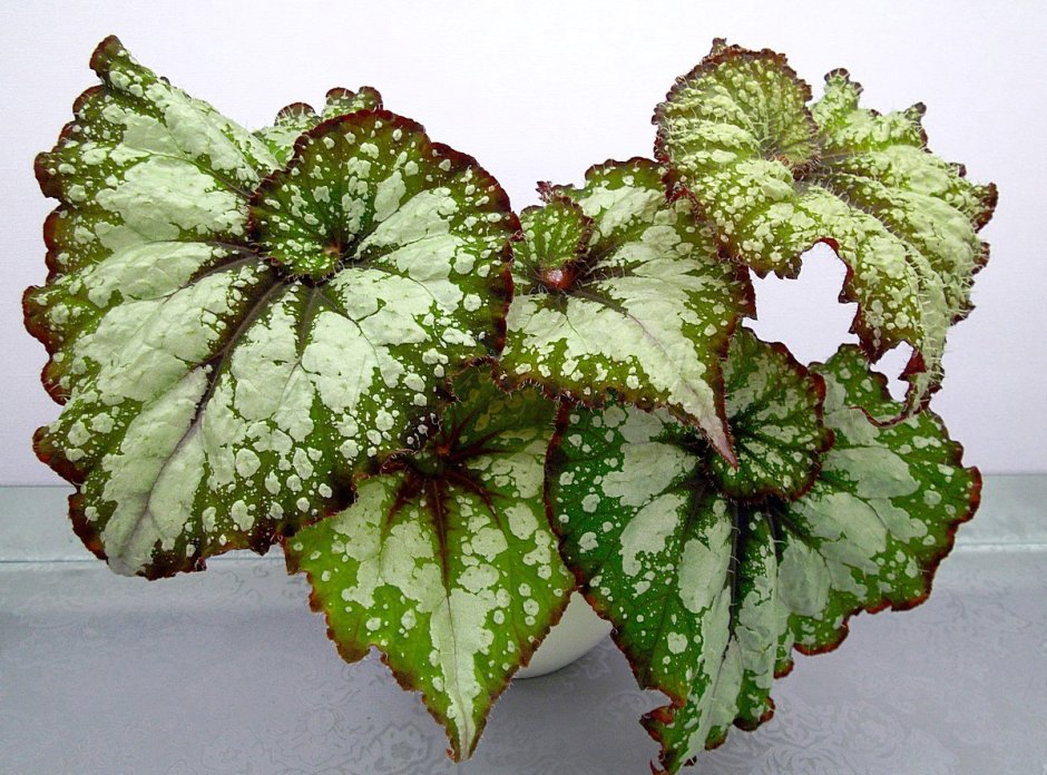 Бегония Helen Teupel