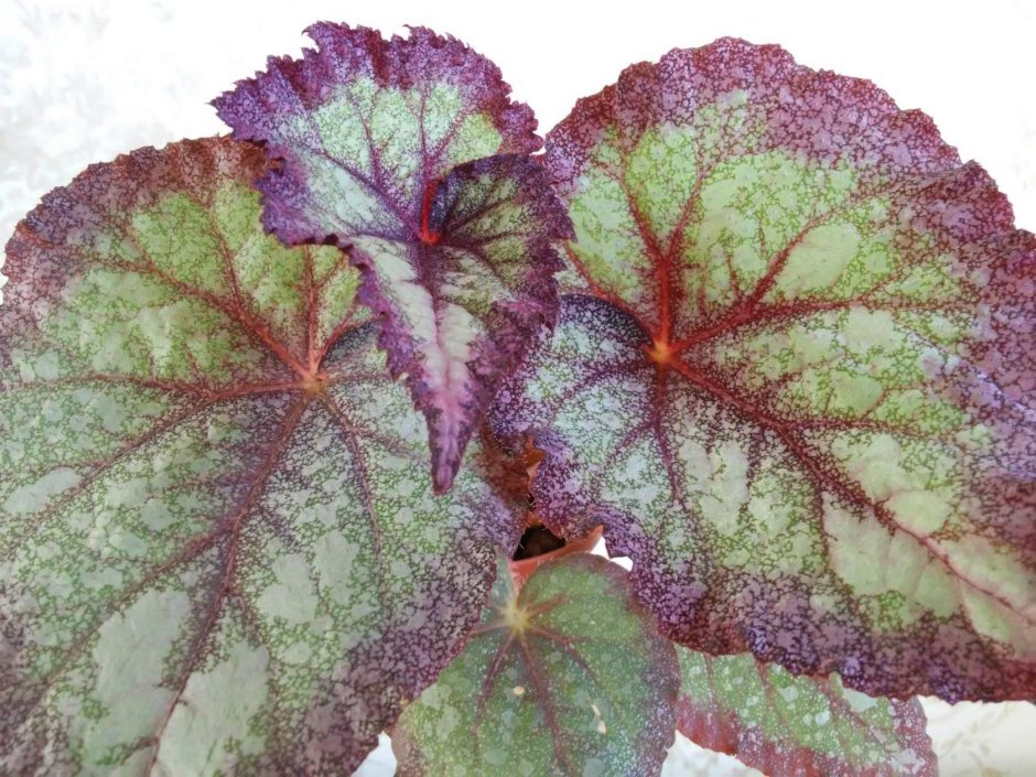 Бегония рицинолистная.