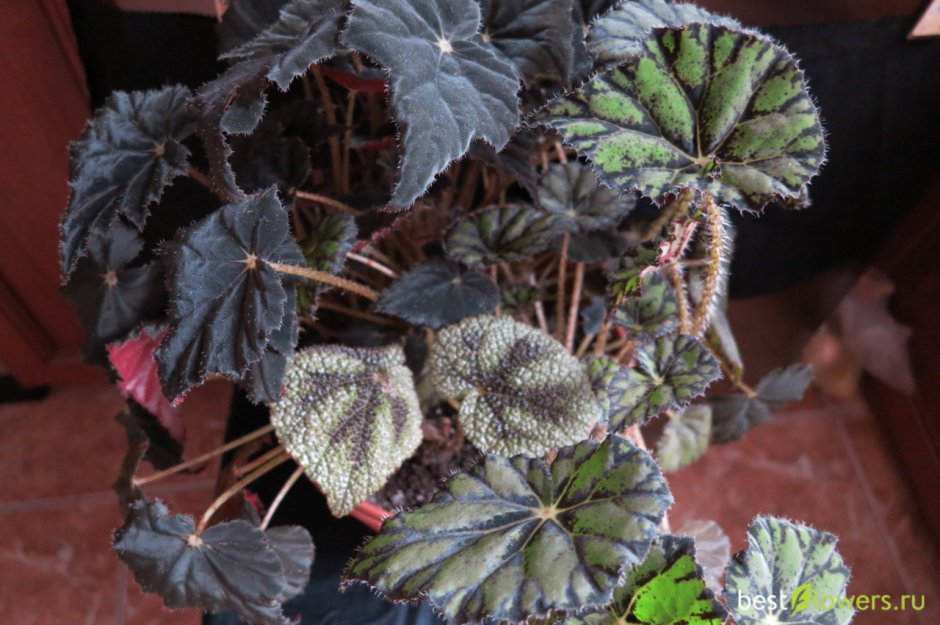 Бегония Млечный путь