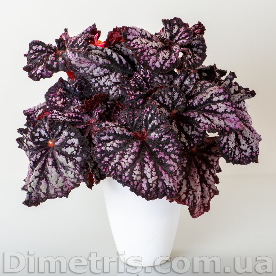 Бегония клубневая белая