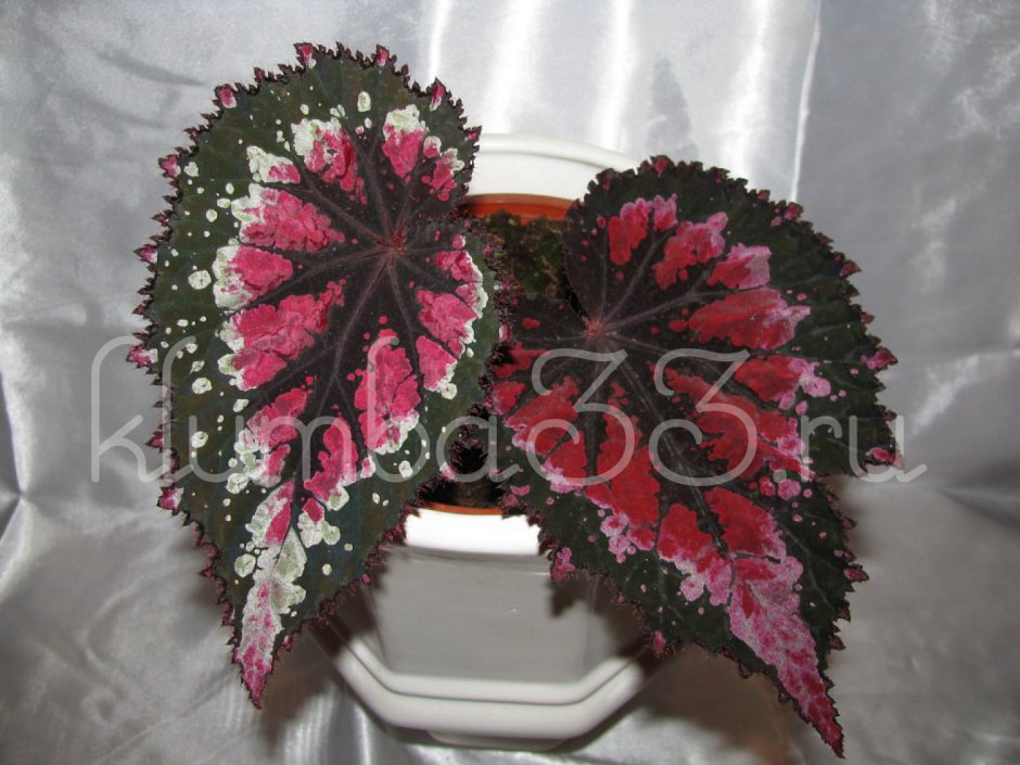 Бегония escargot