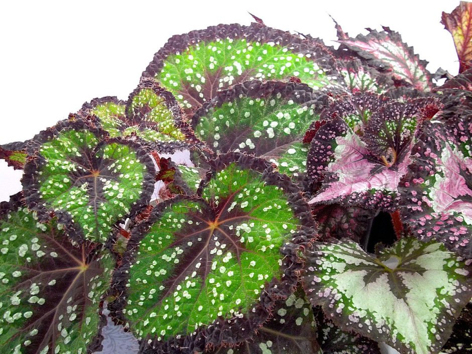 Бегония DS Василиса