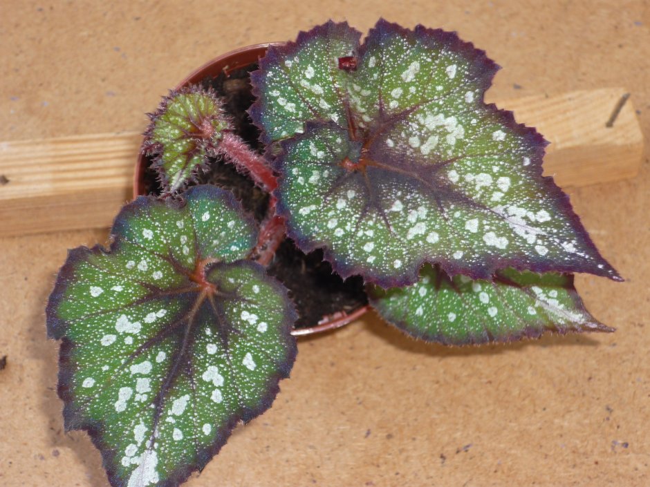 Бегония Thrush