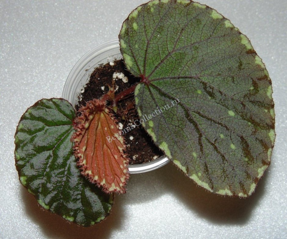 Бегония Angel Wing