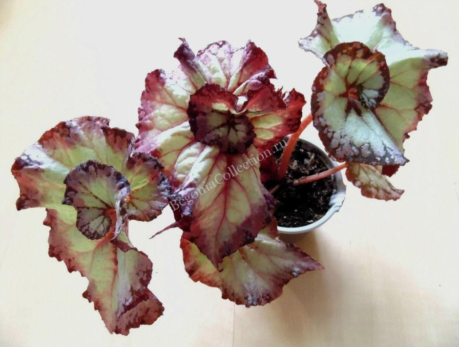 Бегония sanguinea