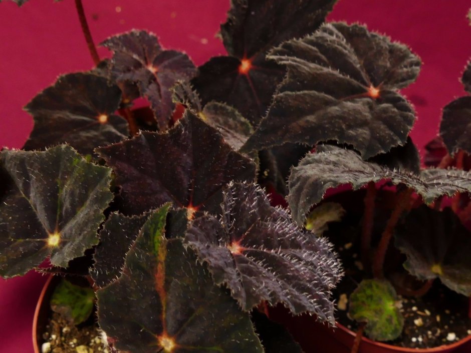 Бегония koksunii