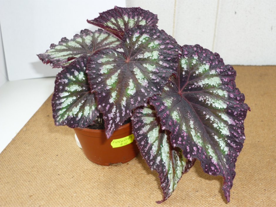 Бегония Кумбия