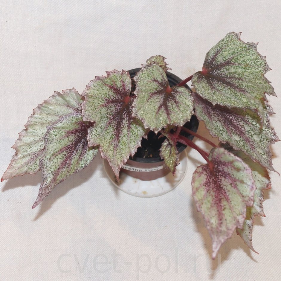 Бегония ред Кисс