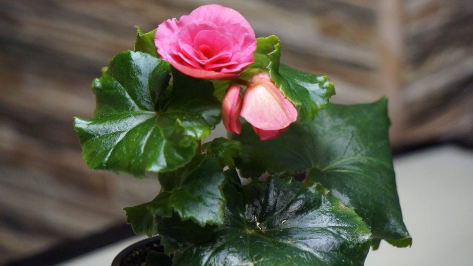 Бегония Diadema Silver