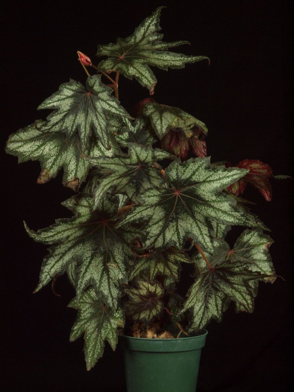 Бегония DS-Лукоморье