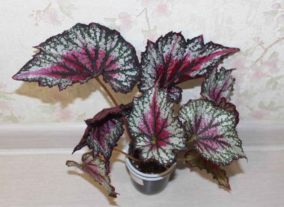 Сонерила Жемчужная растение