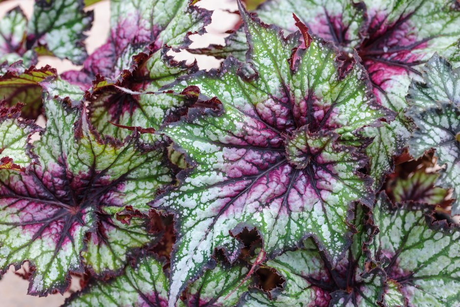 Бегония Канкан Кристмас