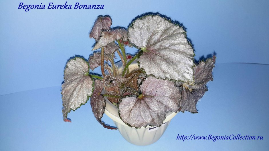 Бегония Элатиор Sunny Pink