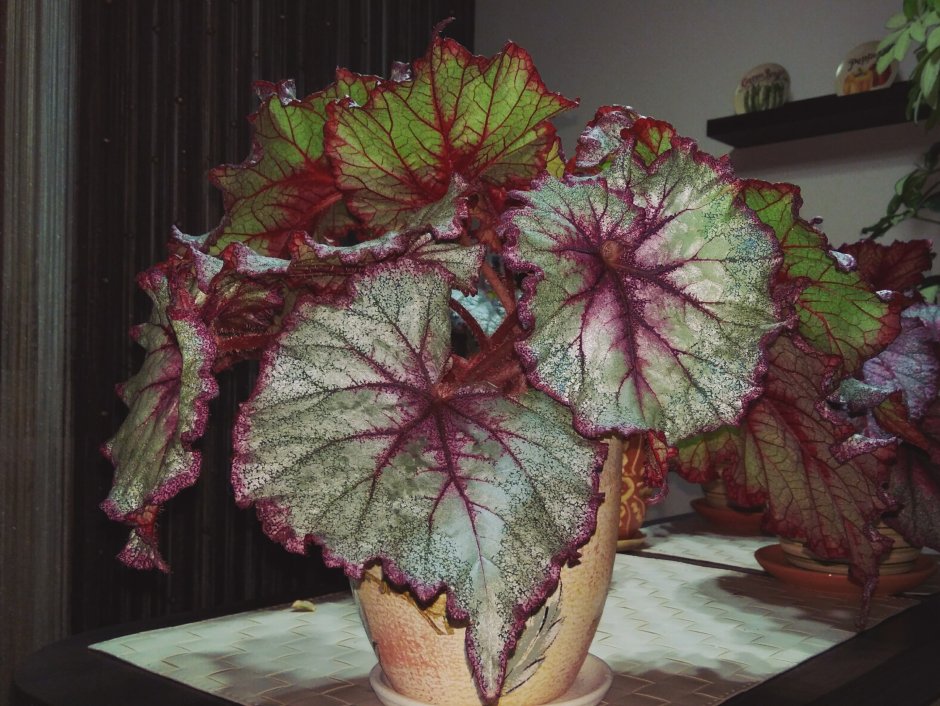 Бегония рекс Хелен